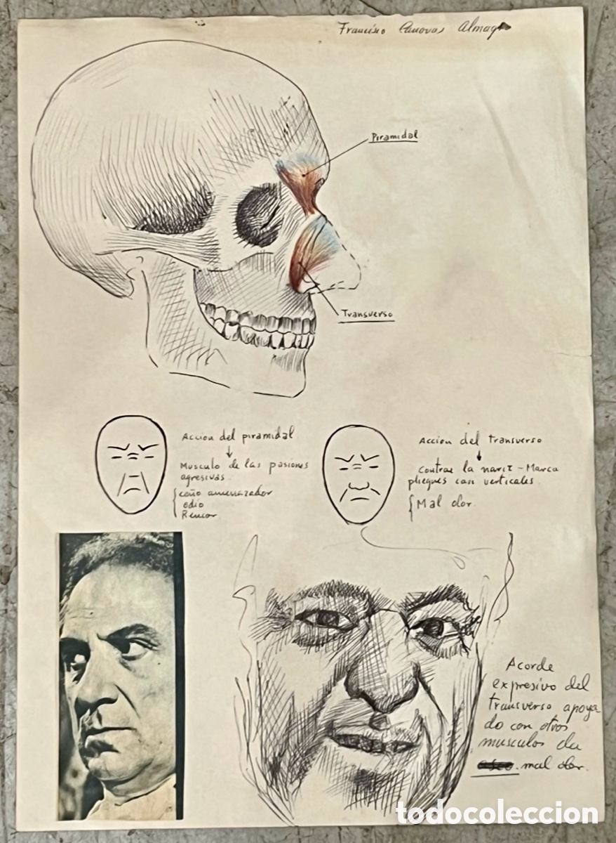 Arte: ALMAGRO, Paco (Alhama de Murcia, 1945). Estudios de Anatom&iacute;a. Dibujo sobre papel. A&ntilde;os 70.