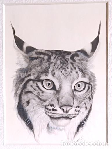 Arte: &Oacute;scar Correa (Argentina, 1941). Lince ib&eacute;rico. Acr&iacute;lico sobre papel. 35 x 25,5 cm. Firmado