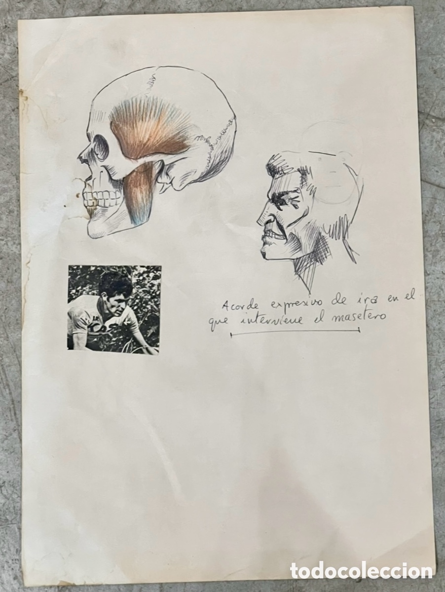 Arte: ALMAGRO, Paco (Alhama de Murcia, 1945). Estudios de Anatom&iacute;a. Cara. Dibujo sobre papel. A&ntilde;os 70.