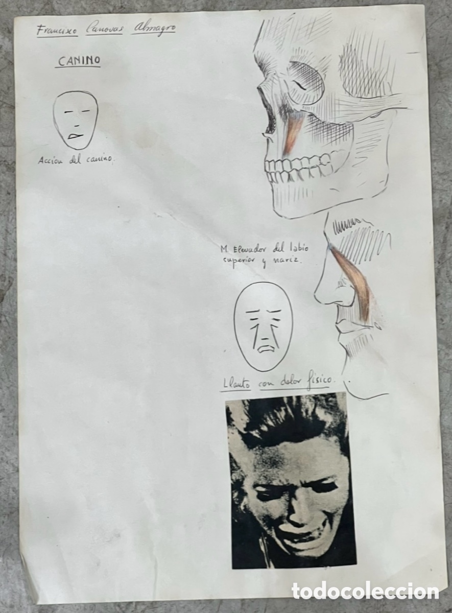 Arte: ALMAGRO, Paco (Alhama de Murcia, 1945). Estudios de Anatom&iacute;a. Cara. Dibujo sobre papel. 1972.
