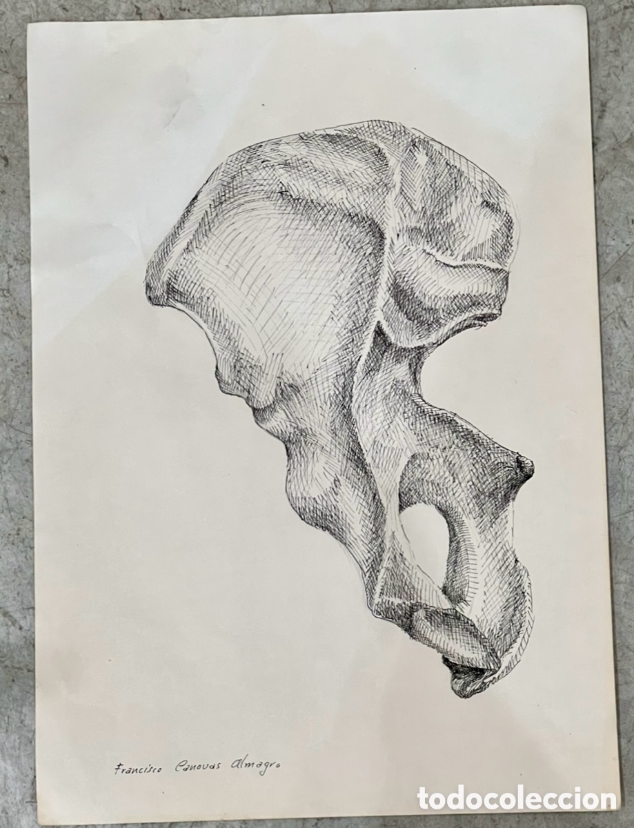 Arte: ALMAGRO, Paco (Alhama de Murcia, 1945). Estudios de Anatom&iacute;a. Dibujo. A&ntilde;os 70.