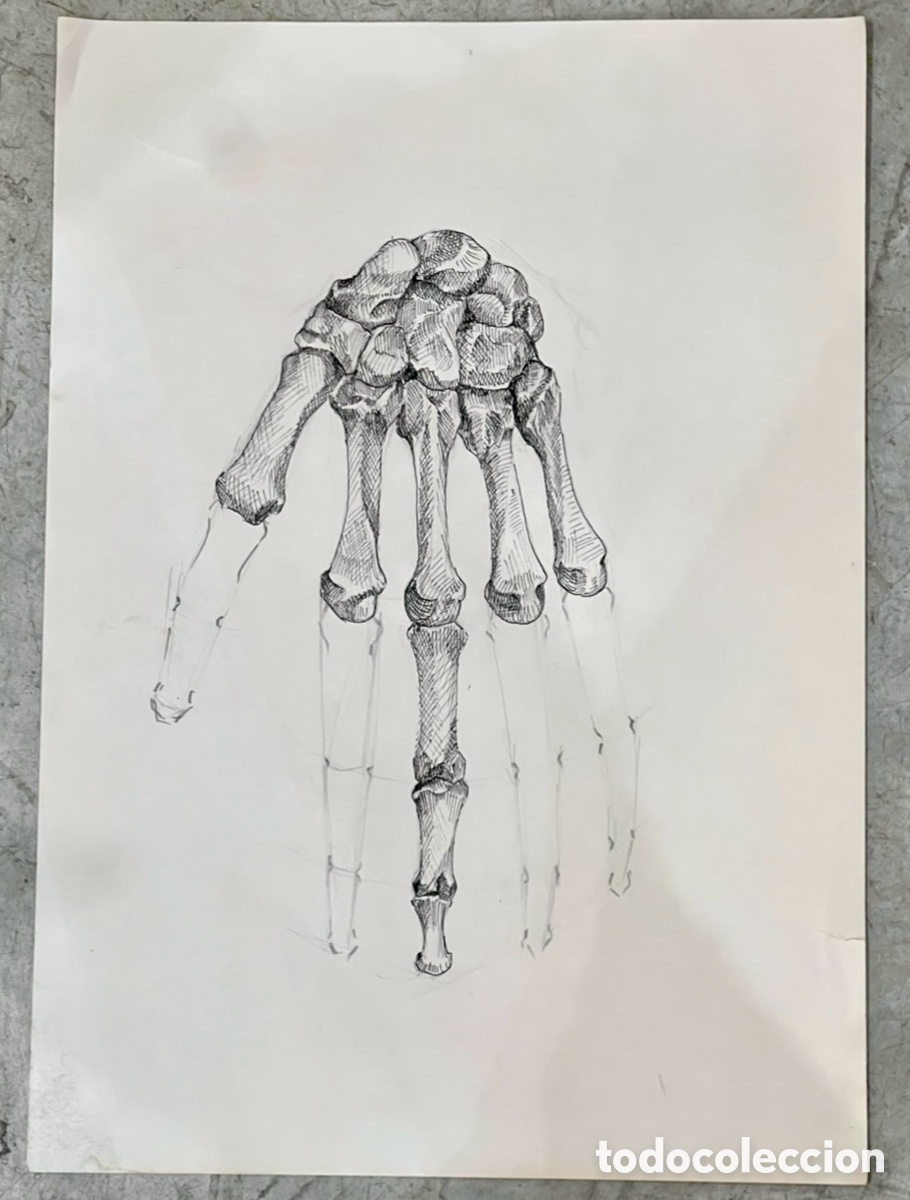 Arte: ALMAGRO, Paco (Alhama de Murcia, 1945). Estudios de Anatom&iacute;a. Mano. Dibujo. A&ntilde;os 70.