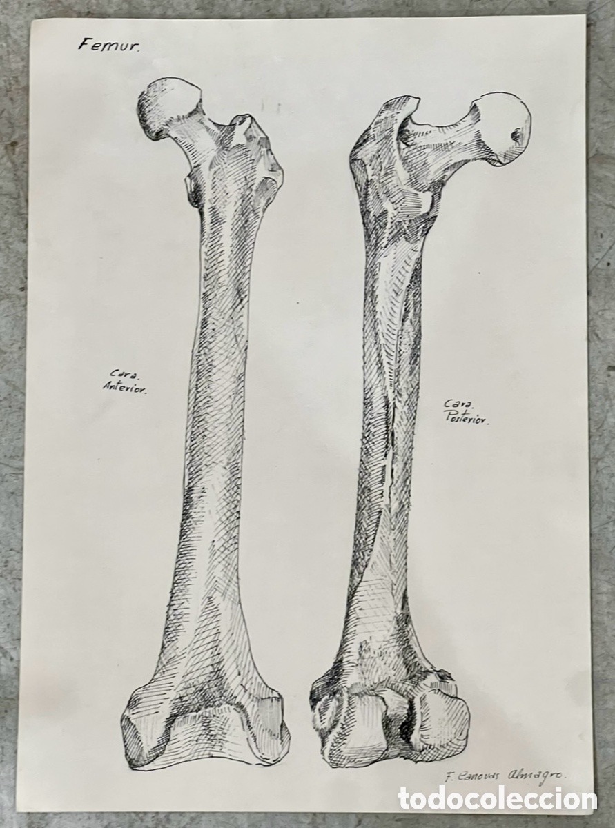 Arte: ALMAGRO, Paco (Alhama de Murcia, 1945). Estudios de Anatom&iacute;a. F&eacute;mur. Dibujo. 1972.