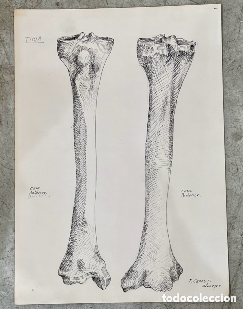 Arte: ALMAGRO, Paco (Alhama de Murcia, 1945). Estudios de Anatom&iacute;a. Tibia. Dibujo. A&ntilde;os 70.