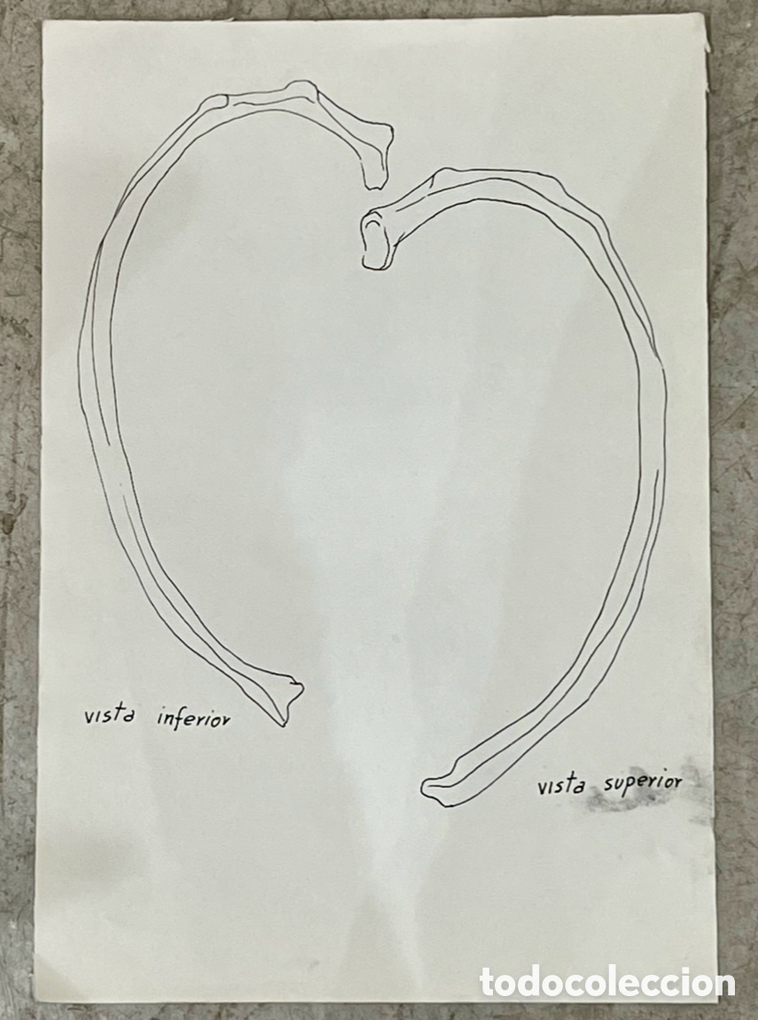 Arte: ALMAGRO, Paco (Alhama de Murcia, 1945). Estudios de Anatom&iacute;a. Costilla. Dibujo. A&ntilde;os 70.