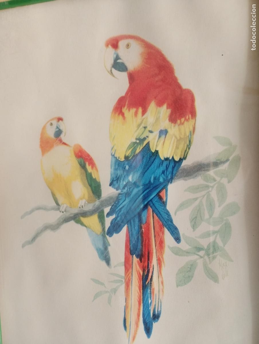 Arte: cuadro con dibujo de loros, - Foto 3