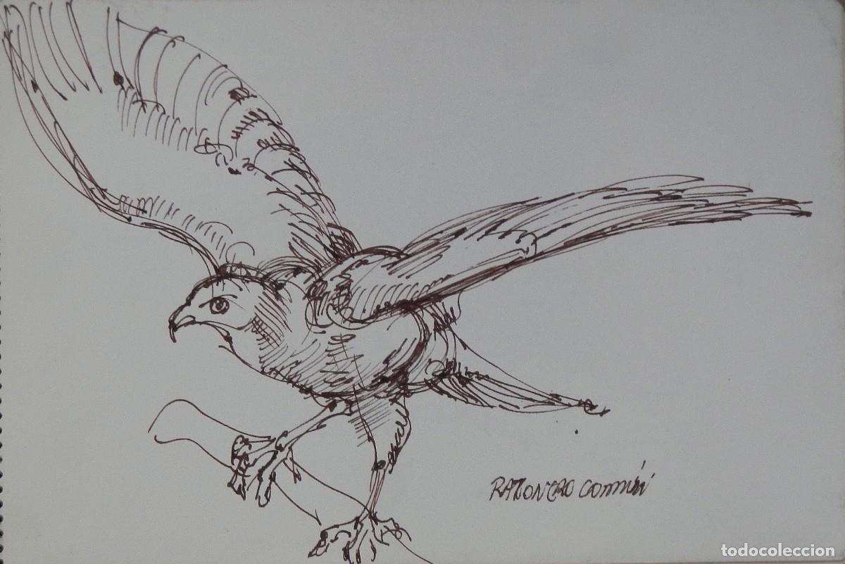 Arte: Carlos Enrique Lencinas G&oacute;mez. Tinta sobre papel. &rdquo;Ratonero com&uacute;n&rdquo;. Sin firmar. Esbozo, apunte.