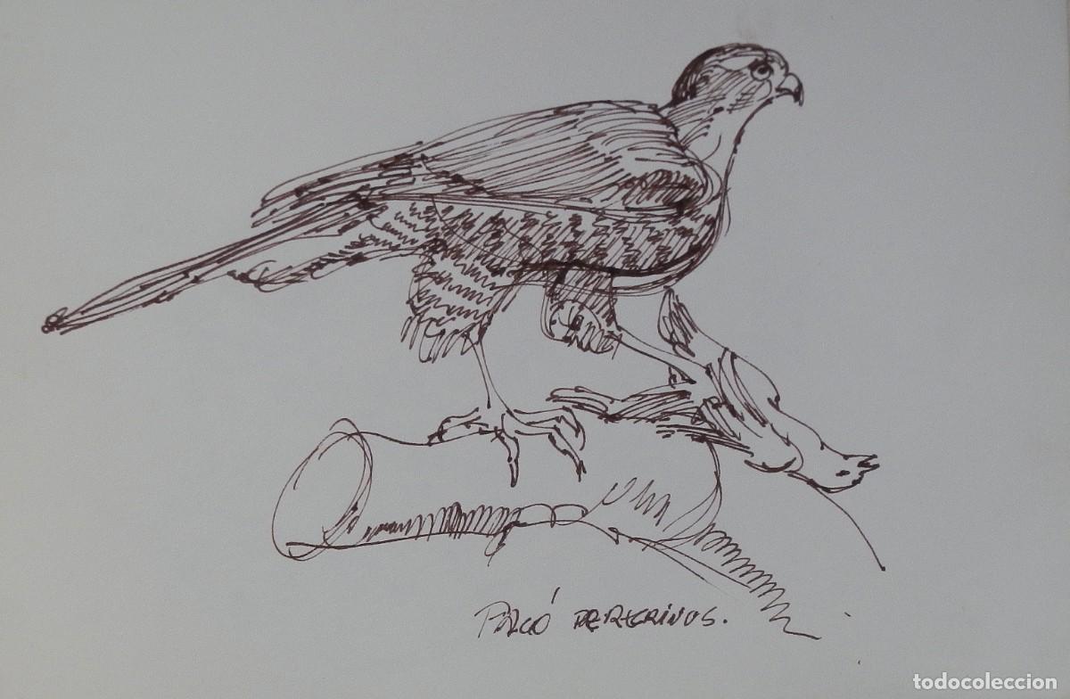 Arte: Carlos Enrique Lencinas G&oacute;mez. Tinta sobre papel. &rdquo;Halc&oacute;n peregrino&rdquo;. Sin firmar. Esbozo, apunte.