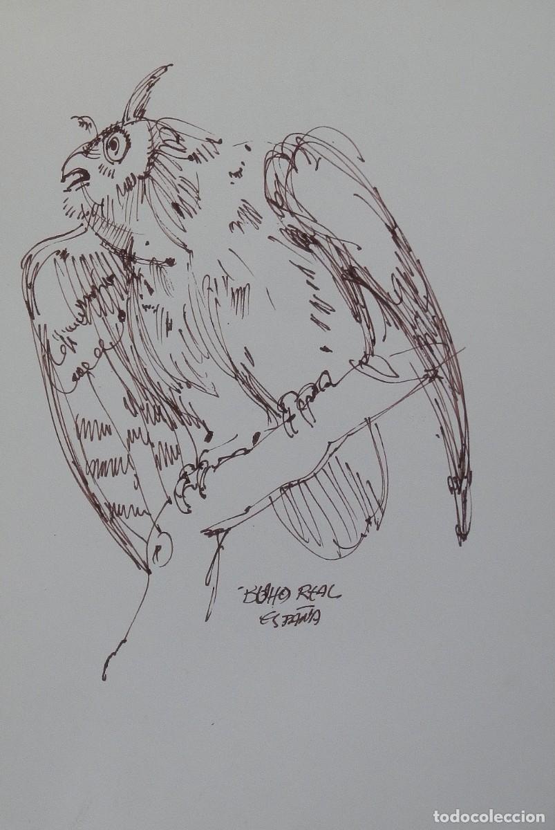 Arte: Carlos Enrique Lencinas G&oacute;mez. Tinta sobre papel. &rdquo;B&uacute;ho real&rdquo;. Sin firmar. Esbozo, apunte.