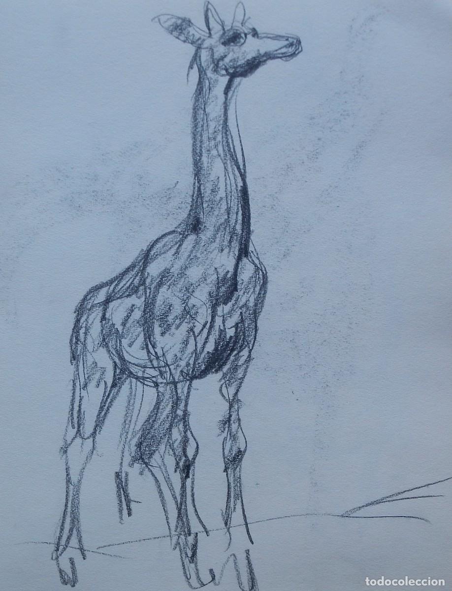 Arte: Carlos Enrique Lencinas G&oacute;mez. L&aacute;piz sobre papel. &rdquo;Jirafa. Zoo Barcelona&rdquo; 1976. Apunte. Sin firmar.