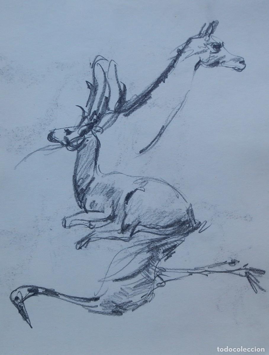 Arte: Carlos Enrique Lencinas G&oacute;mez. L&aacute;piz sobre papel. &rdquo;Animales. Zoo Barcelona&rdquo; 1976. Apunte sin firmar.