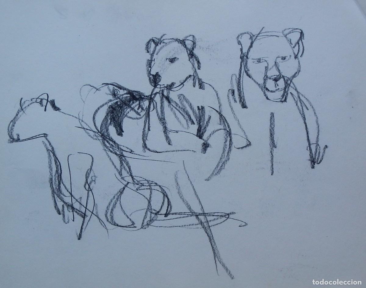 Arte: Carlos Enrique Lencinas G&oacute;mez. L&aacute;piz sobre papel. &rdquo;Osos. Zoo Barcelona&rdquo; 1976. Sin firmar. Apunte.