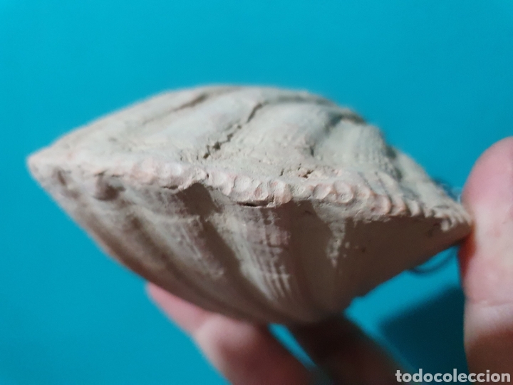 Arte: CONCHA REALIZADA EN TERRACOTA - Foto 3