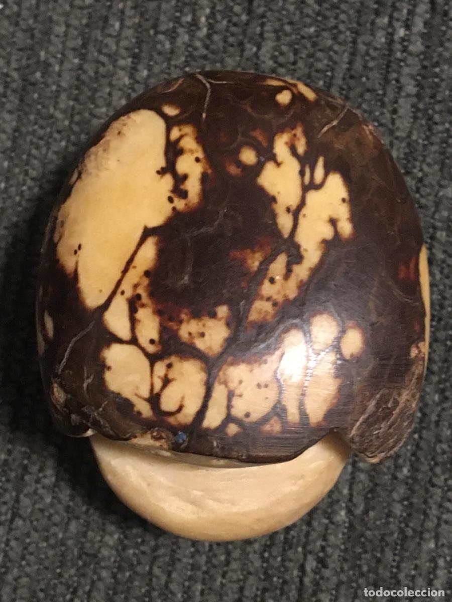 Arte: Semilla tallada sudamerica - Foto 3