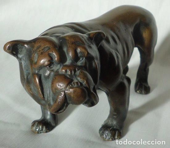 Arte: Statua bulldog inglese, fusione in bronzo anni 30/50