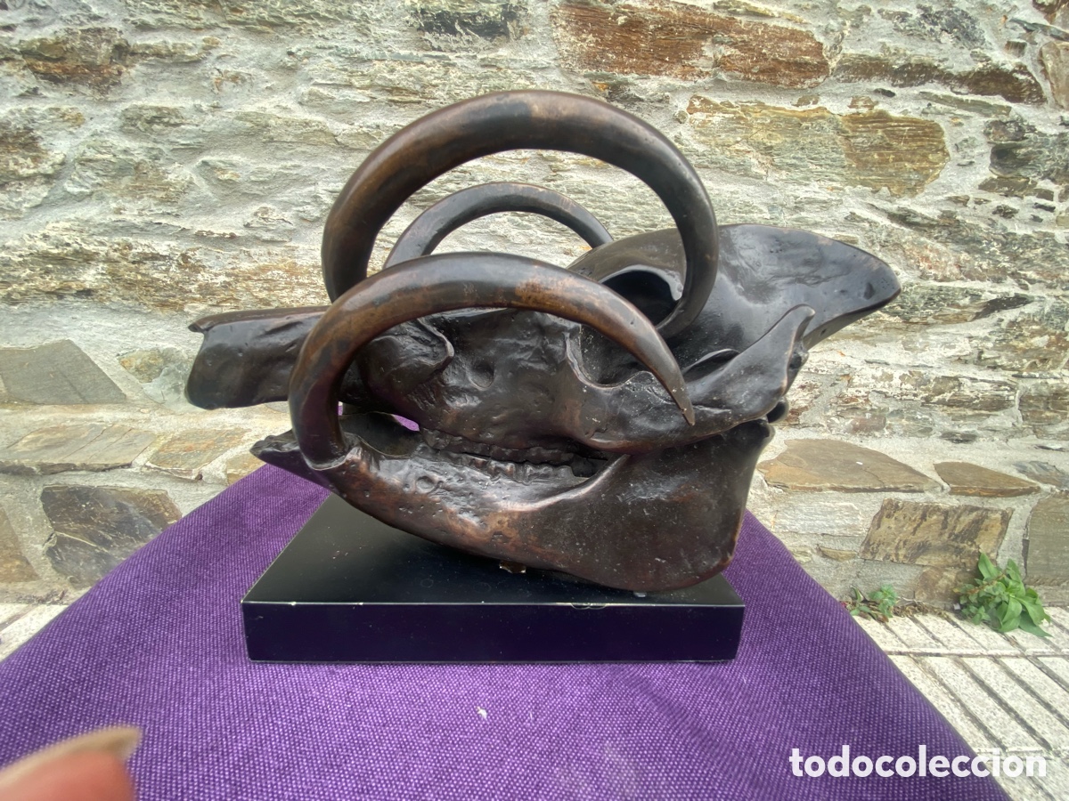 Arte: Escultura de Bronce: Cr&aacute;neo de Babirusa - Jake Richmond (Sooka Interior) - 30x21x15 cm