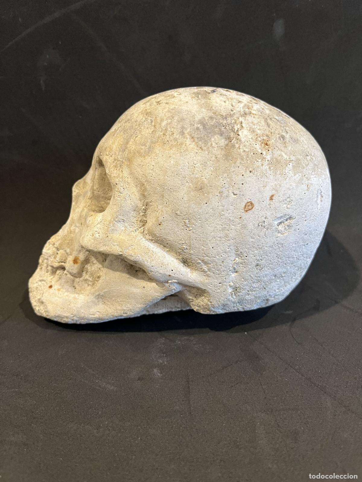Art: Calavera de Adan, de un calvario g&oacute;tico del siglo XIII.
