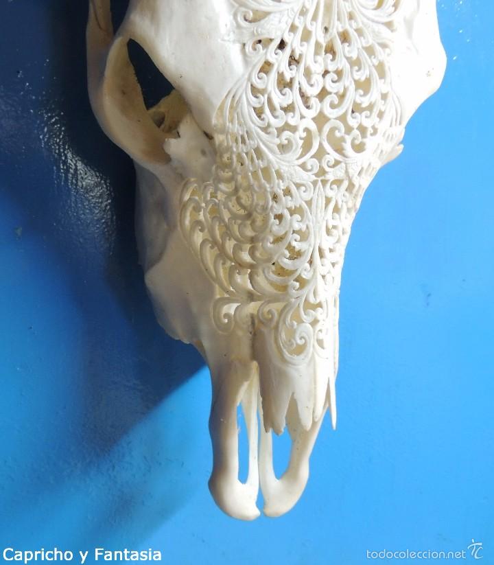 Arte: Cabeza de b&uacute;falo n&ordm; 1895 - Foto 3
