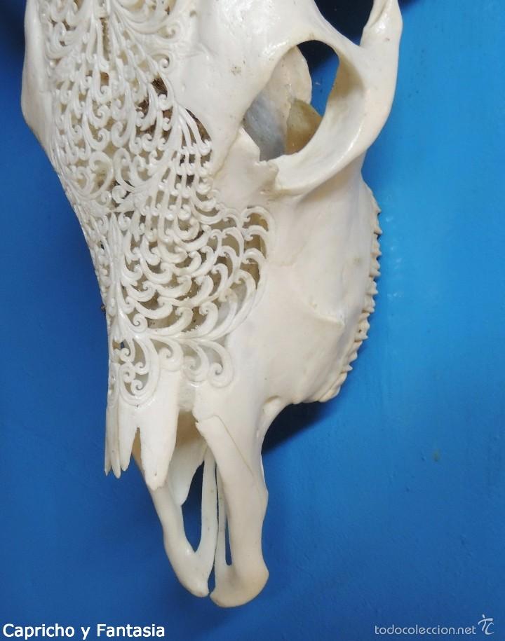 Arte: Cabeza de b&uacute;falo n&ordm; 1895 - Foto 4