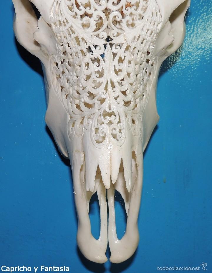 Arte: Cabeza de b&uacute;falo n&ordm; 1895 - Foto 9
