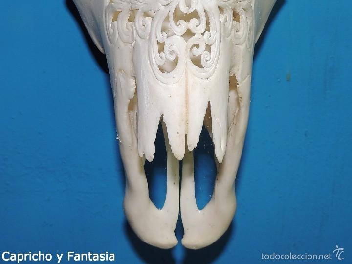 Arte: Cabeza de b&uacute;falo n&ordm; 1895 - Foto 14