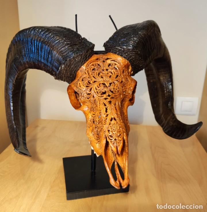 Arte: CRANEO TALLADO DE OVIS ARIES - Foto 1