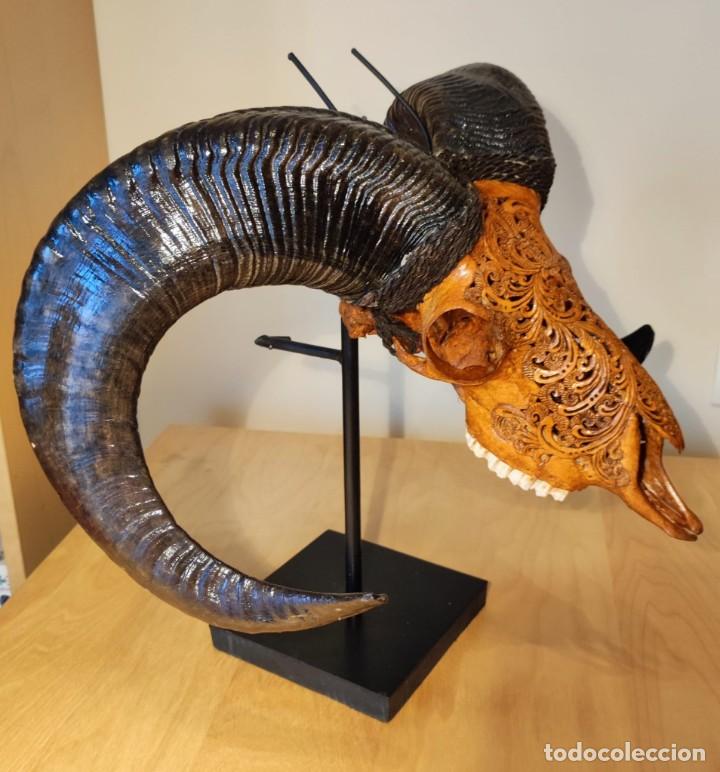 Arte: CRANEO TALLADO DE OVIS ARIES - Foto 2