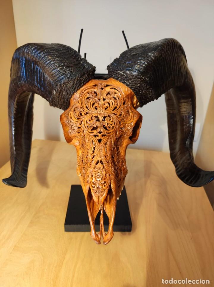 Arte: CRANEO TALLADO DE OVIS ARIES - Foto 3