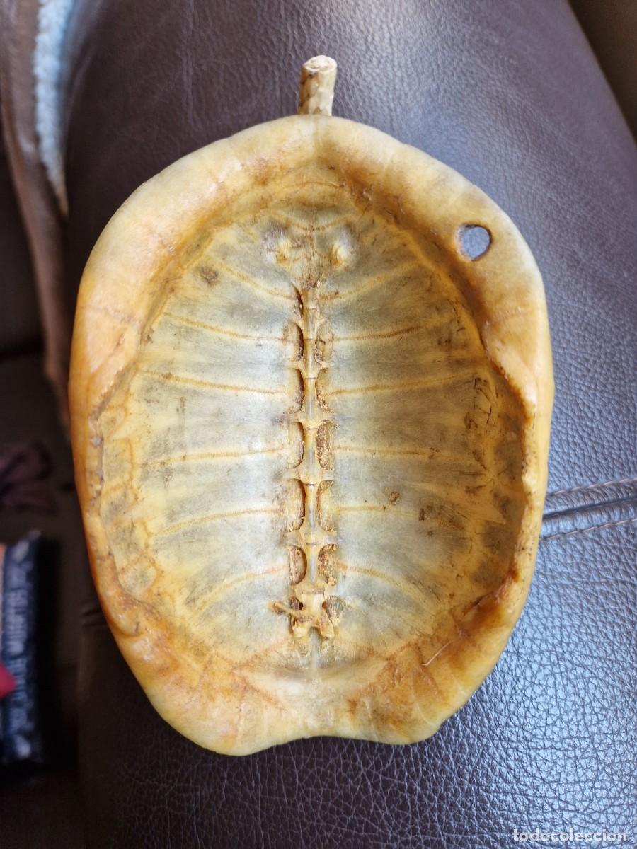 Arte: MASCARA SOBRE TORTUGA - Foto 7