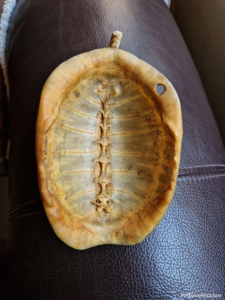 Arte: MASCARA SOBRE TORTUGA - Foto 8