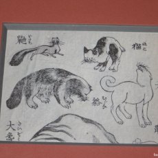 Arte: CUADRO LÁMINA ORIENTAL CHINO JAPONÉS CHINA JAPÓN BOCETOS ANIMALES FAUNA GATO TEJÓN JINETA VISÓN