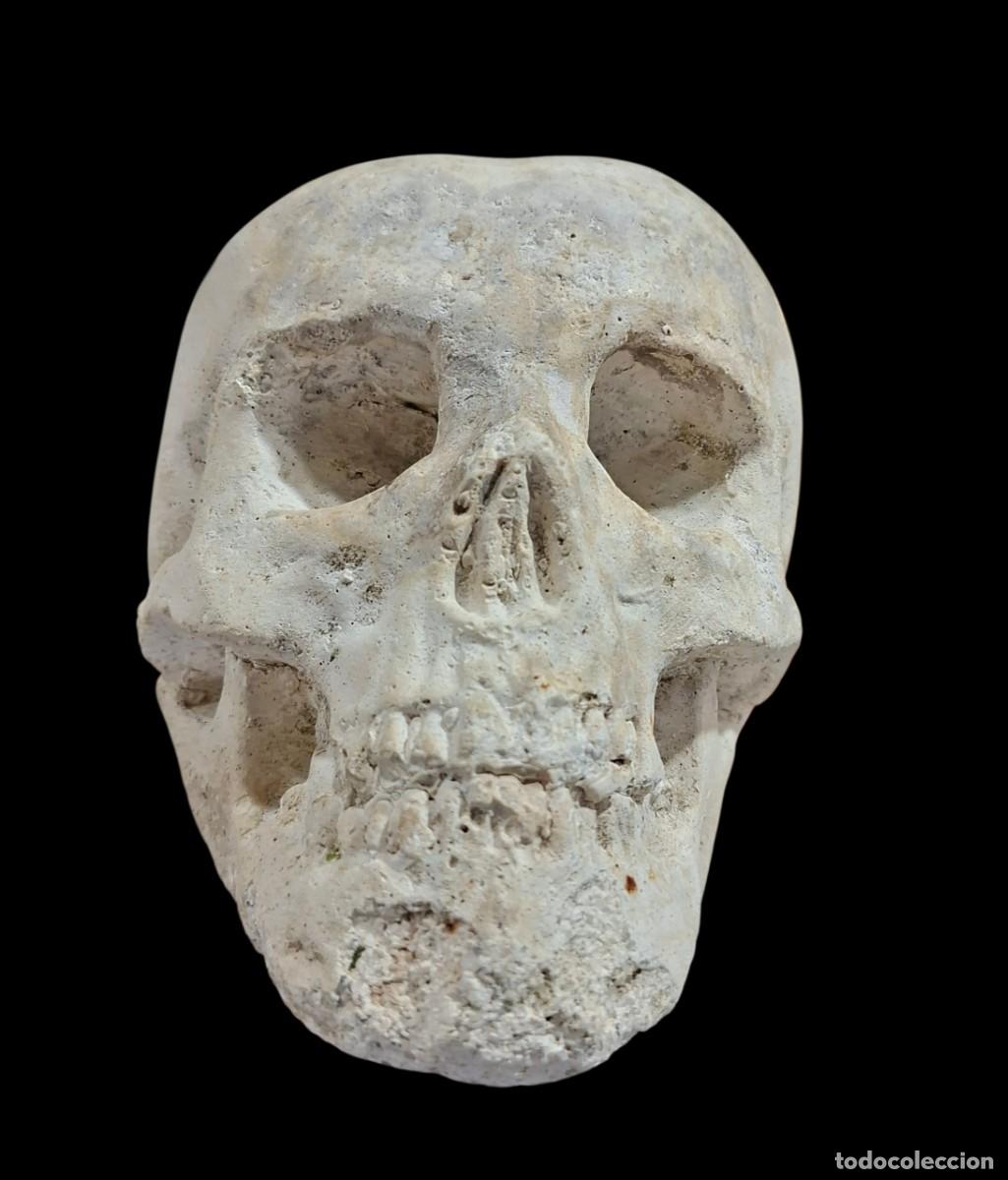Arte: Rara y pesada Calavera tallada a mano en Piedra calcarea