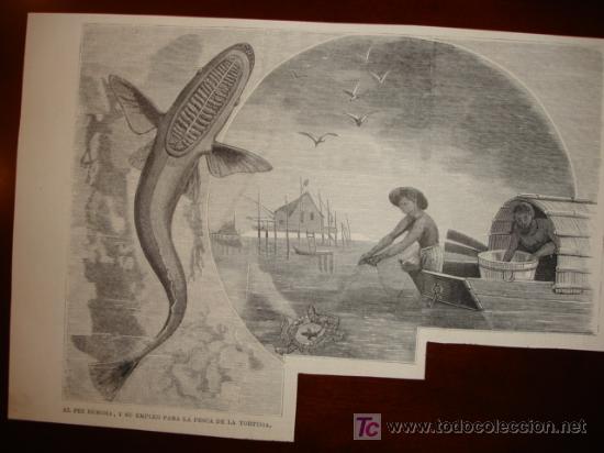 Arte: PEZ REMORA Y SU EMPLEO EN LA PESCA DE LA TORTUGA