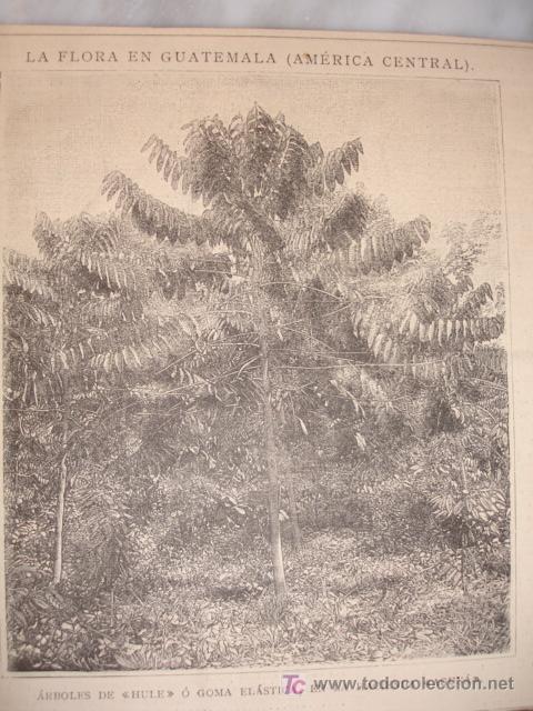 Arte: GUATEMALA,ARBOL DE HULE - Foto 1