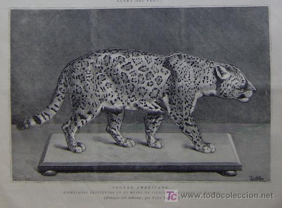 Arte: LLAMA DEL PERU Y JAGUAR AMERICANO. DIBUJOS DEL NATURAL POR FELIX BADILLO.-