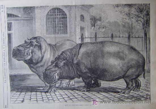 Arte: HISTORIA NATURAL - HIPOPOTAMOS.- - Foto 1