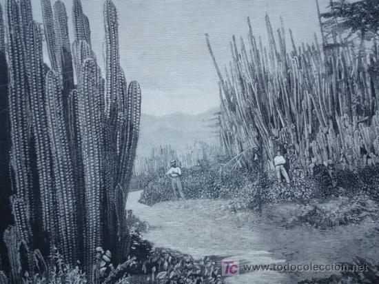 Arte: JAMAICA,CACTUS - Foto 1