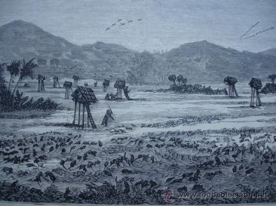 Art: INDOCHINA,PLAYA DE RATAS