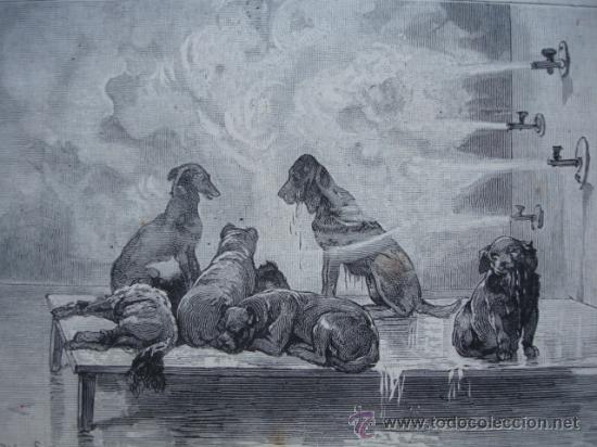 Kunst: HIDROTERAPIA CANINA