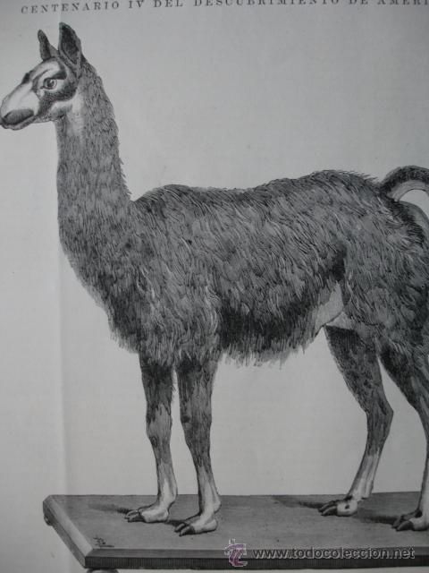 Arte: LLAMA DEL PERU - Foto 1
