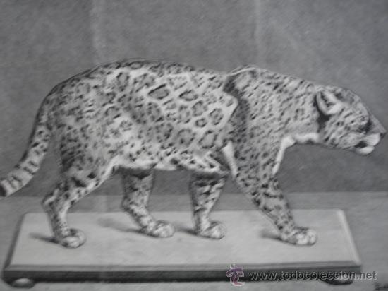 Arte: JAGUAR AMERICANO.MUSEO CIENCIAS NATURALES,MADRID