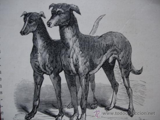 Kunst: PERROS DE LA REINA VICTORIA DE 100.000 DOLARES
