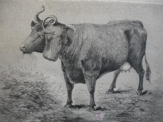 Arte: VACA DE DOS CABEZAS - Foto 1