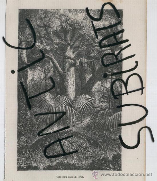 Kunst: GRABADO AFRICANO. AFRICA. A&Ntilde;O 1876. SELVA. BAOBAB. PRECIOSO. FLORA. PRECIOSO