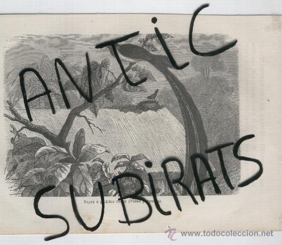 Kunst: GRABADO AFRICANO. AFRICA. A&Ntilde;O 1876. VIDUA PUPUREA. FAUNA. AVES. PAJAROS.