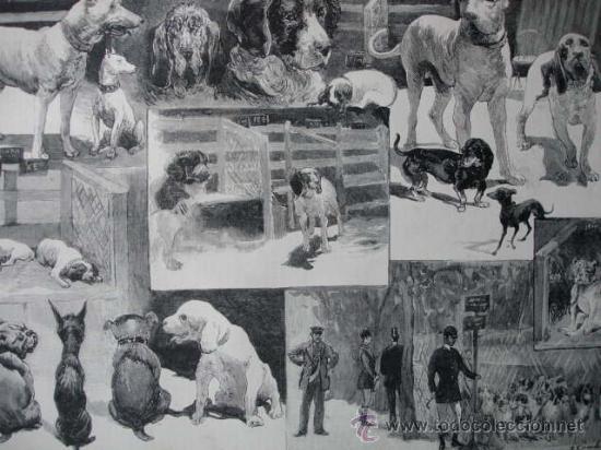 Arte: MADRID,EXPOSICION CANINA,PERROS - Foto 1