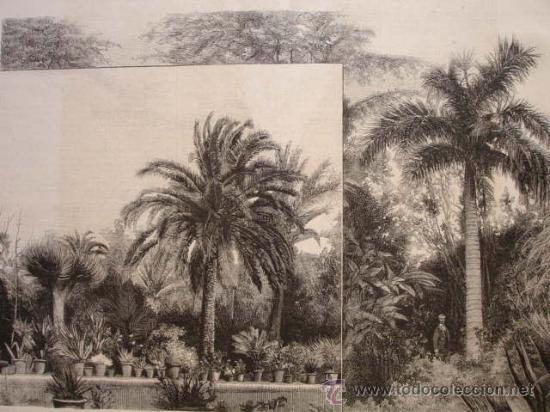Arte: TENERIFE,PALMERA DE PLUMA Y LA REAL,OROTAVA,JARDIN ACLIMATACION