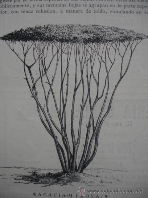 Arte: ACACIAN MIMOSA ARBOL ABISINIA