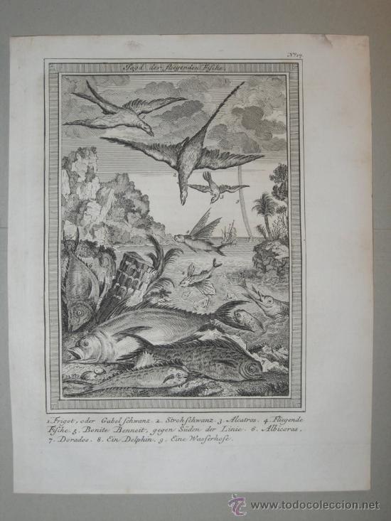 Arte: P&aacute;jaros y peces, 1750 - Foto 2