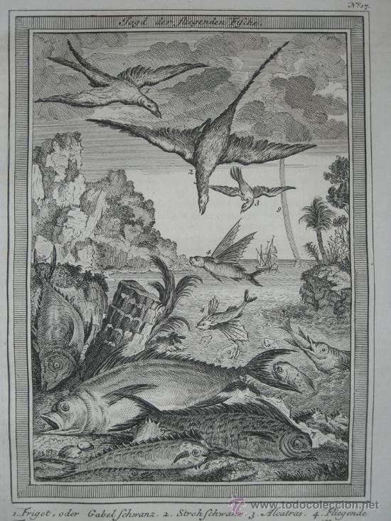 Arte: P&aacute;jaros y peces, 1750 - Foto 3
